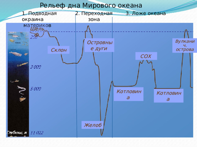 Профиль рельефа дна мирового океана