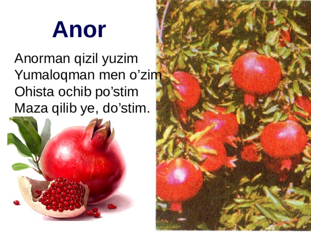 Anor Anorman qizil yuzim Yumaloqman men o’zim Ohista ochib po’stim Maza qilib ye, do’stim. 