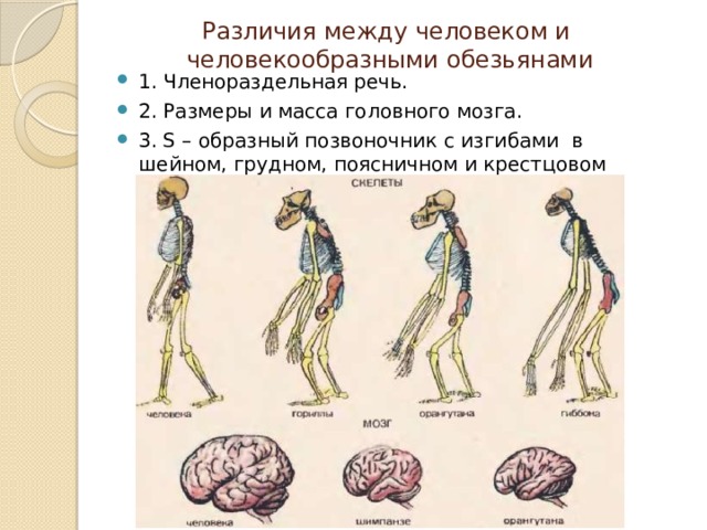 Позвоночник человекообразной обезьяны и человека