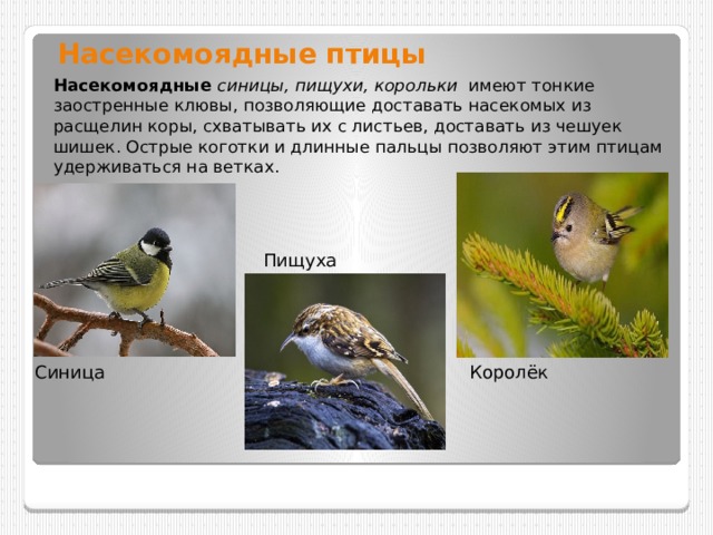 Растительноядные птицы примеры. Насекомоядные птицы. Птицы питающиеся насекомыми.