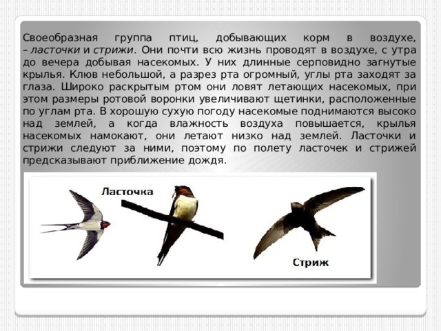 Как выглядят ласточки и стрижи картинки