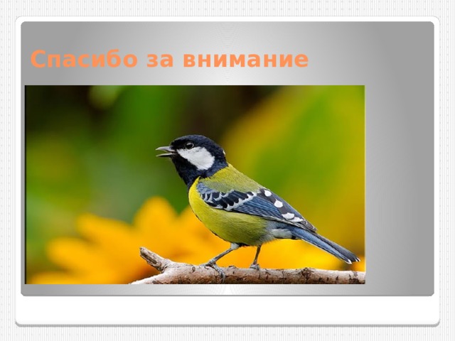 Спасибо за внимание 