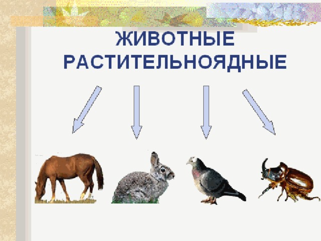 Растительноядные животные 3 класс. Растительноядные животные. Питание растительноядных животных. Группы животных растительноядные. Травоядные животные для дошкольников.