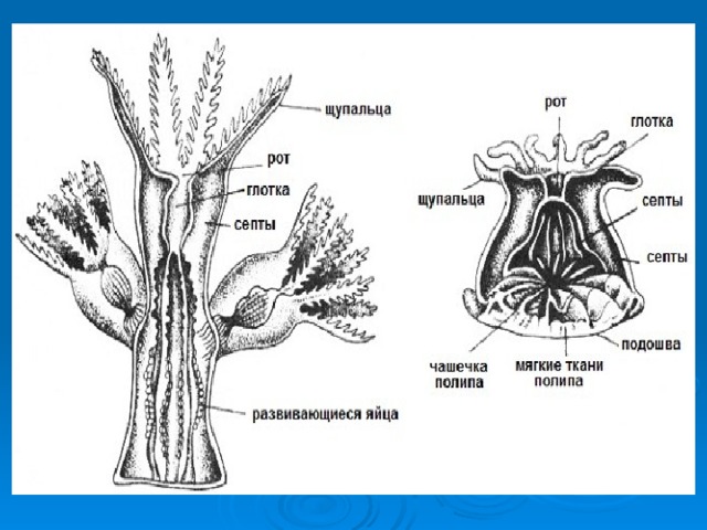 Выделительная система коралловых полипов. Схема развития кораллового полипа. Размножение коралловых полипов схема. Продольный разрез кораллового полипа.