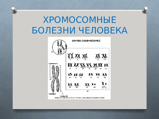 ХРОМОСОМНЫЕ БОЛЕЗНИ ЧЕЛОВЕКА 
