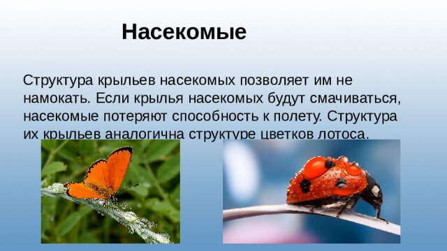  Насекомые Структура крыльев насекомых позволяет им не намокать. Если крылья насекомых будут смачиваться, насекомые потеряют способность к полету. Структура их крыльев аналогична структуре цветков лотоса.  