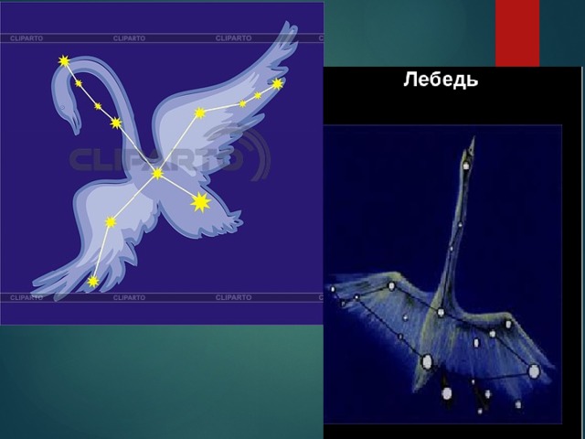 Созвездие лебедь рисунок