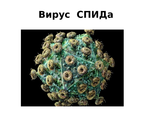 Вирус СПИДа 