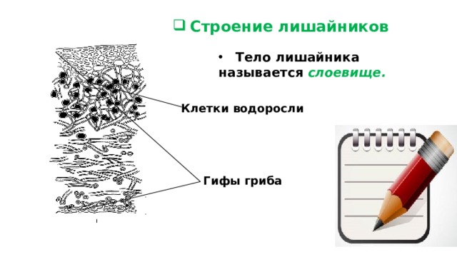 Строение слоевища лишайника рисунок