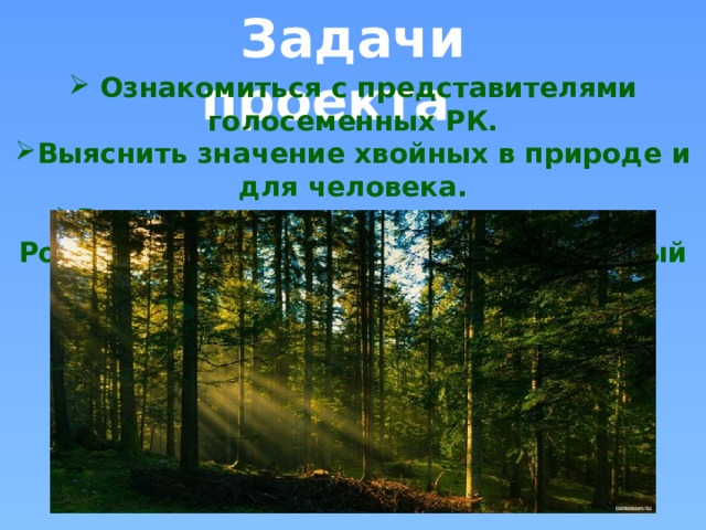  Задачи проекта  Ознакомиться с представителями голосеменных РК. Выяснить значение хвойных в природе и для человека. Выяснить ,когда и откуда пришла в Россию традиция украшать ель на Новый год. 