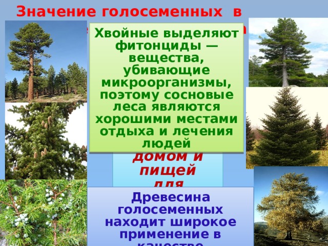 Значение голосеменных в природе и жизни человека Хвойные выделяют фитонциды — вещества, убивающие микроорганизмы, поэтому сосновые леса являются хорошими местами отдыха и лечения людей Являются домом и пищей для животных  Древесина голосеменных находит широкое применение в качестве строительного материала 