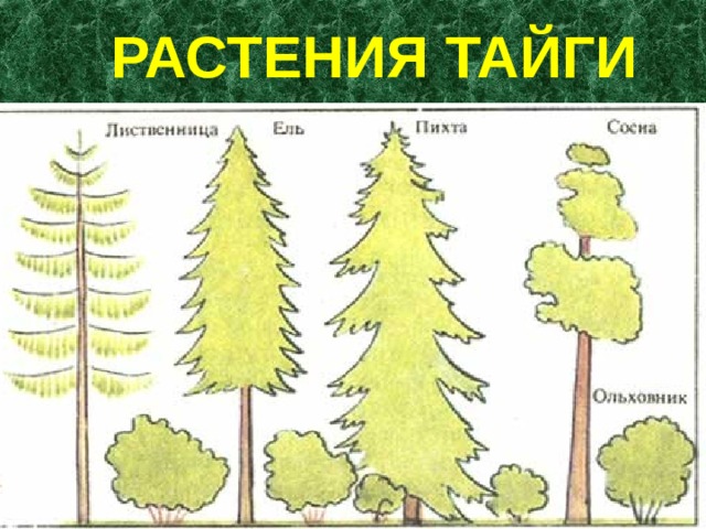 Рисунок леса тайги 4 класс