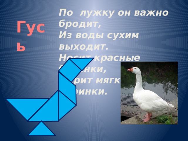 По лужку он важно бродит, Из воды сухим выходит. Носит красные ботинки, Дарит мягкие перинки. Гусь 
