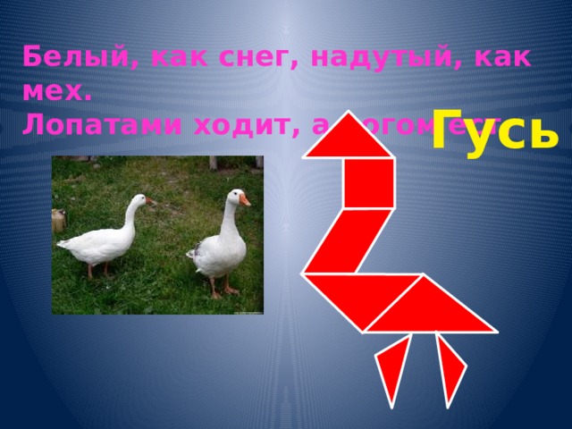 Белый, как снег, надутый, как мех. Лопатами ходит, а рогом ест. Гусь 