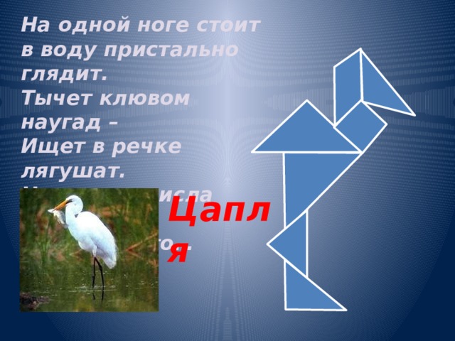 На одной ноге стоит в воду пристально глядит. Тычет клювом наугад – Ищет в речке лягушат. На носу повисла капля… Узнаете? Это… Цапля 