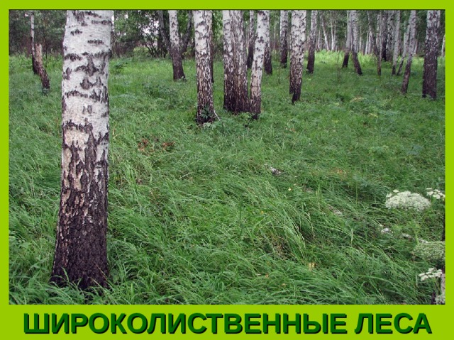 Презентация "Лиственный лес"
