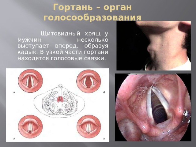 Гортань – орган голосообразования  Щитовидный хрящ у мужчин несколько выступает вперед, образуя кадык. В узкой части гортани находятся голосовые связки. 