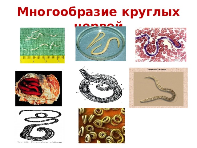Многообразие круглых червей