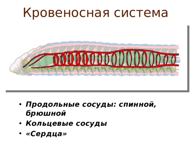 Кольцевые сосуды дождевого червя. Кровеносная система кольчатых червей 7 класс. Кольчатые черви строение. Кровеносная система кольчатых червей 8 класс. Кровеносные сосуды у кольчатых червей.