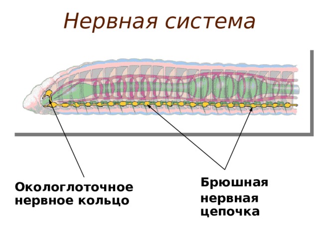 Нервная система Брюшная нервная цепочка Окологлоточное нервное кольцо