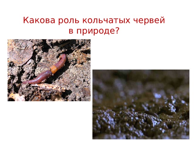 Какова роль кольчатых червей  в природе?