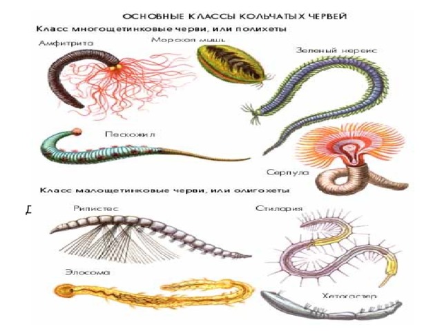 Тип Кольчатые черви. Особенности строения и жизнедеятельности кольчатых  червей. Пиявки.