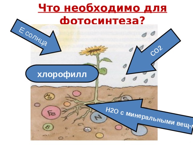 Что необходимо для фотосинтеза? Н2О с минеральными вещ-ми Е солнца СО2 хлорофилл
