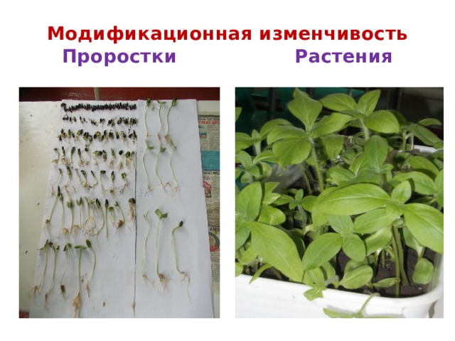 Модификационная изменчивость  Проростки  Растения