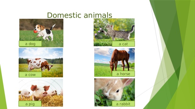 Domestic animals a dog a cat a horse a cow a rabbit a pig 