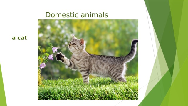 Domestic animals a cat 