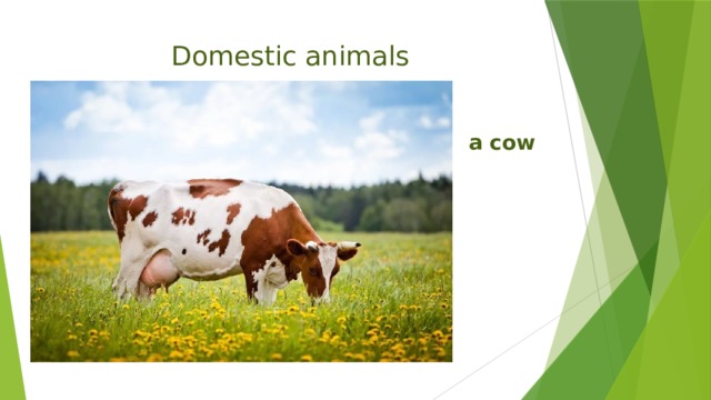 Domestic animals a cow 