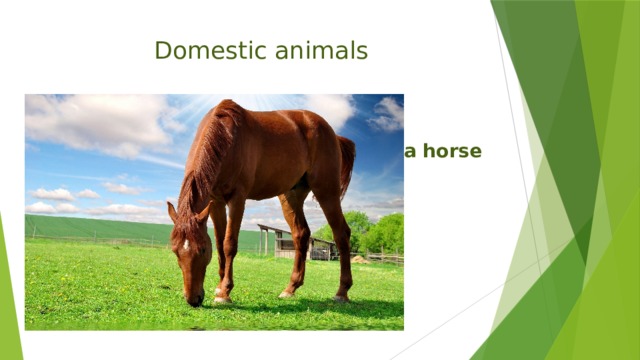 Domestic animals  a horse 