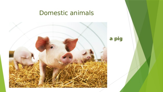 Domestic animals  a pig 