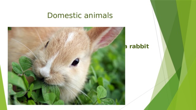 Domestic animals  a rabbit 