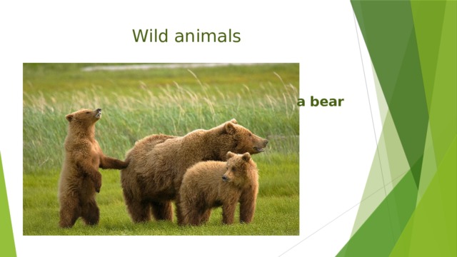 Wild animals  a bear 