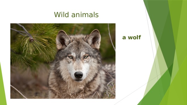 Wild animals a wolf 