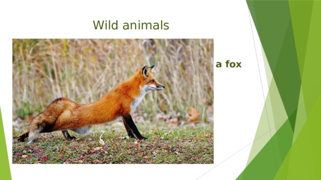 Wild animals a fox 