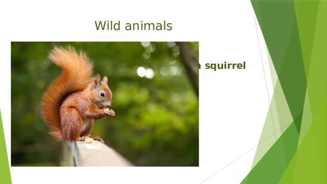 Wild animals a squirrel 
