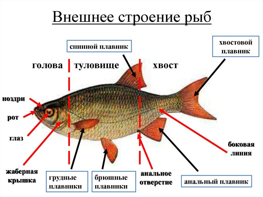 Внешнее строение рыб рисунок с подписями