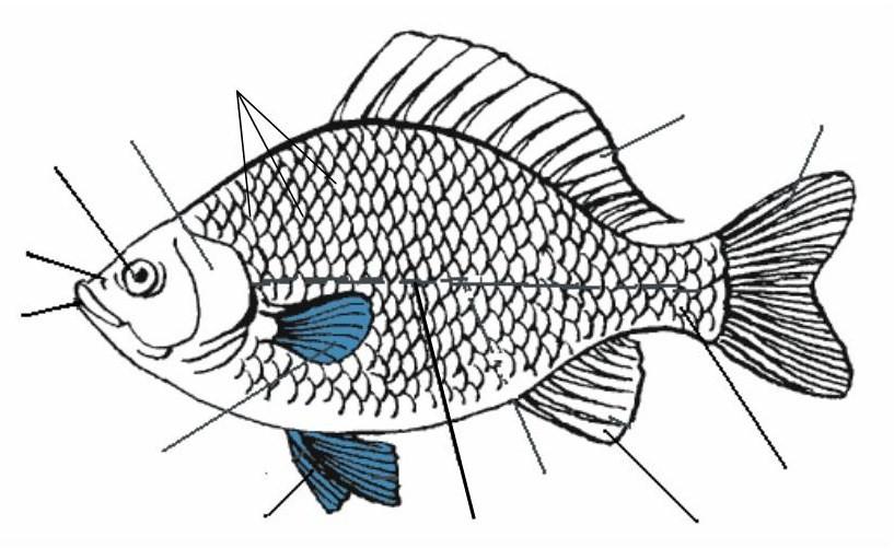 Строение рыбы рисунок 2 класс