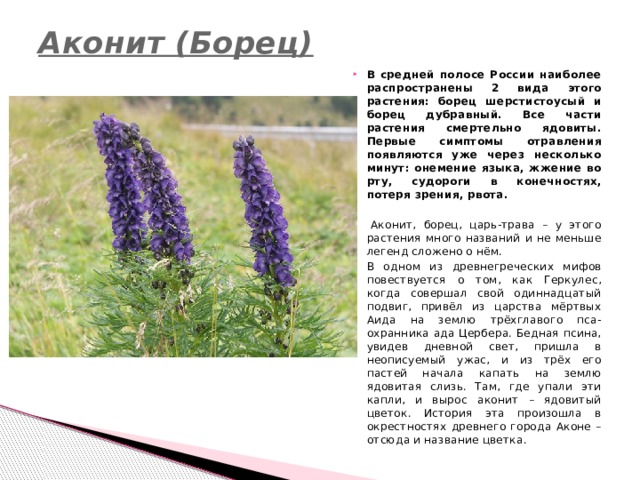 Аконит (Борец)   В средней полосе России наиболее распространены 2 вида этого растения: борец шерстистоусый и борец дубравный. Все части растения смертельно ядовиты. Первые симптомы отравления появляются уже через несколько минут: онемение языка, жжение во рту, судороги в конечностях, потеря зрения, рвота.    Аконит, борец, царь-трава – у этого растения много названий и не меньше легенд сложено о нём. В одном из древнегреческих мифов повествуется о том, как Геркулес, когда совершал свой одиннадцатый подвиг, привёл из царства мёртвых Аида на землю трёхглавого пса-охранника ада Цербера. Бедная псина, увидев дневной свет, пришла в неописуемый ужас, и из трёх его пастей начала капать на землю ядовитая слизь. Там, где упали эти капли, и вырос аконит – ядовитый цветок. История эта произошла в окрестностях древнего города Аконе – отсюда и название цветка. 