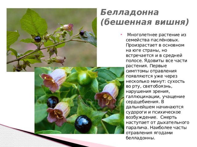 Алкалоид в растениях семейства пасленовых. Белладонна ядовитые растения Оренбургской области.