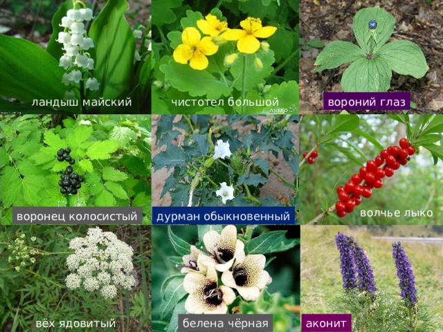 ландыш майский вороний глаз чистотел большой волчье лыко воронец колосистый дурман обыкновенный вёх ядовитый белена чёрная аконит  