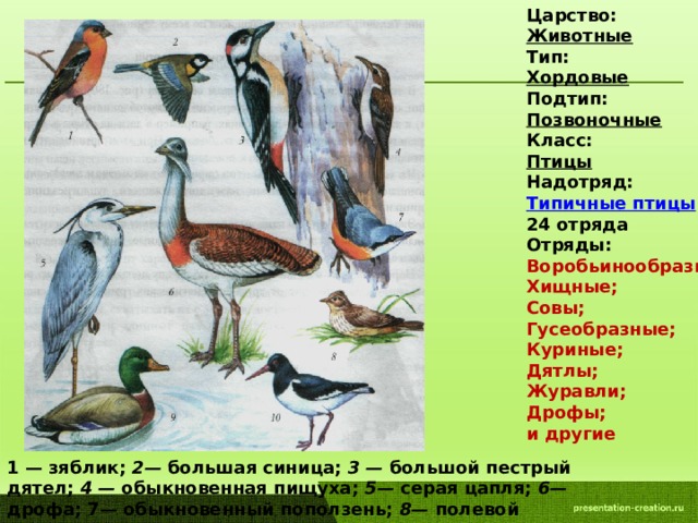 Позвоночные птицы. Представители надотряда типичные птицы. Позвоночные класс птиц. Тип Хордовые класс птицы. Птицы царство Тип класс.