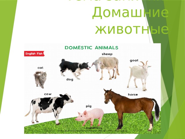 Тема занятия: Домашние животные 