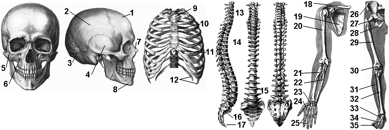 Задания по скелету. Скелет человека анатомия без подписей. Кости человека и их названия. Человеческий скелет название костей.