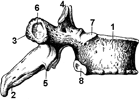 Позвонок рисунок. Грудной позвонок вид сбоку рис. Первый грудной позвонок анатомия. Грудной позвонок Гайворонский. Восьмой грудной позвонок сбоку.