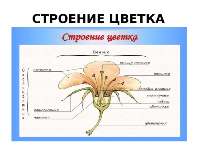 Строение цветка формула