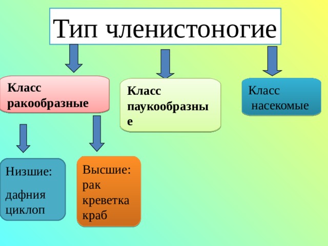   Тип членистоногие   Класс ракообразные Класс паукообразные Класс  насекомые  Высшие:рак креветка краб Низшие: дафния циклоп 