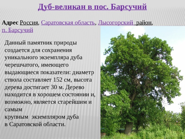 Дуб фото и описание. Дуб великан в Саратовской области. Дуб великан Саратовская обл. Лысогорский район. Дуб великан Саратов лысые горы. Дуб великан в поселке барсучий.